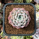 newsuccs91.jpeg