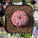 newsuccs92.jpeg