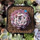 newsuccs93.jpeg