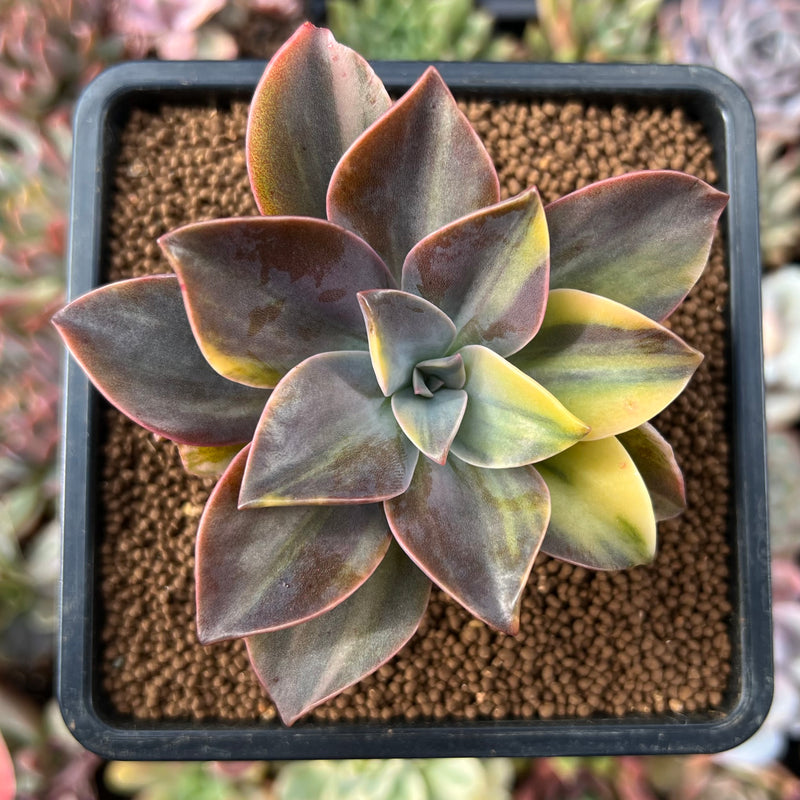 echeveria metallica succulent Graptoveria 'Metallica' Variegated 2"-3" Succulent Plant – True Succulents Plant Co