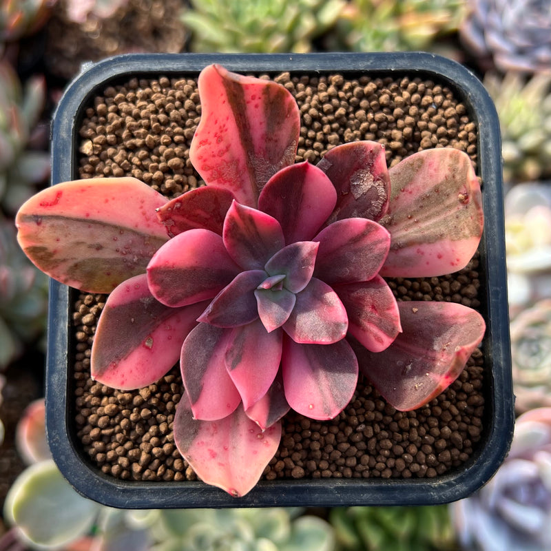 Echeveria 'Hanaikada' Variegated 2