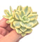 Echeveria 'Opalina' Hybrid Variegated 4" Rare Succulent Plant
