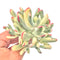 Cotyledon 'Orbiculata cv' Variegated Cluster 4" Large Rare Succulent Plant