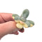 Cotyledon Orbiculata Variegated Cutting Very Rare 1"-2" Succulent Plant