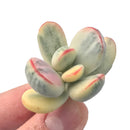 Cotyledon Orbiculata Variegated Cutting Very Rare 1"-2” Succulent Plant