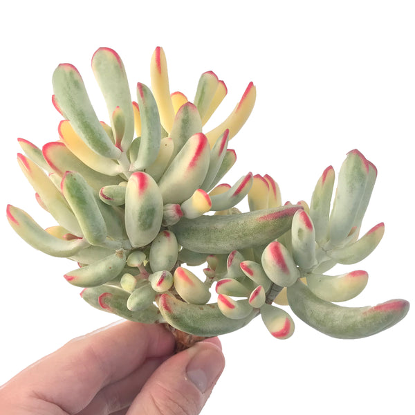 Cotyledon 'Orbiculata cv' Variegated Cluster 5" Large Rare Succulent Plant