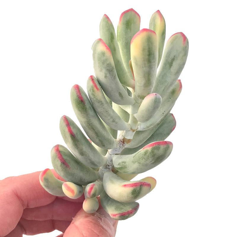 long fingers succulent Cotyledon 'Orbiculata' Variegated 4" Large Succulent Plant – True Succulents Plant Co