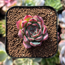 plant100.jpeg