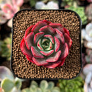 plant100.jpeg