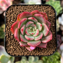 plant102.jpeg