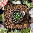 plant103.jpeg