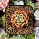 plant104.jpeg