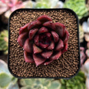 plant105.jpeg