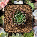 plant105.jpeg