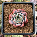 plant107.jpeg