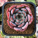 plant111.jpeg