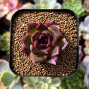 plant113.jpeg