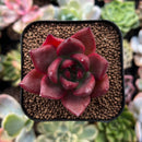 plant120.jpeg
