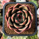 plant130.jpeg