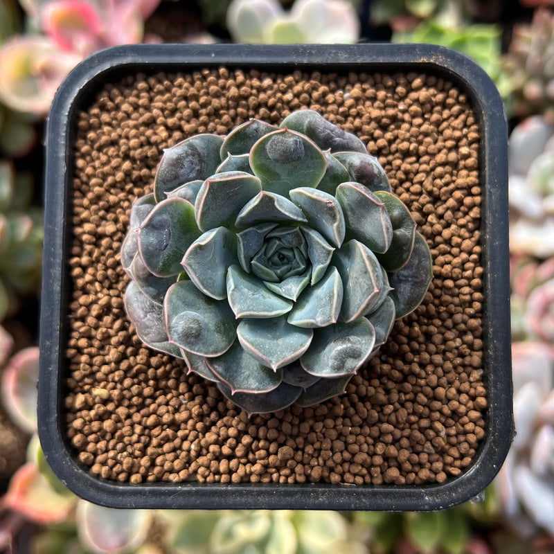 Echeveria 'Water Drop' 1