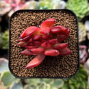plant135.jpeg