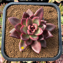 plant135.jpeg