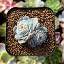 plant144.jpeg