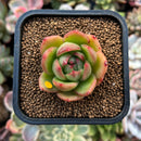 plant175.jpeg