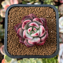 plant17.jpeg