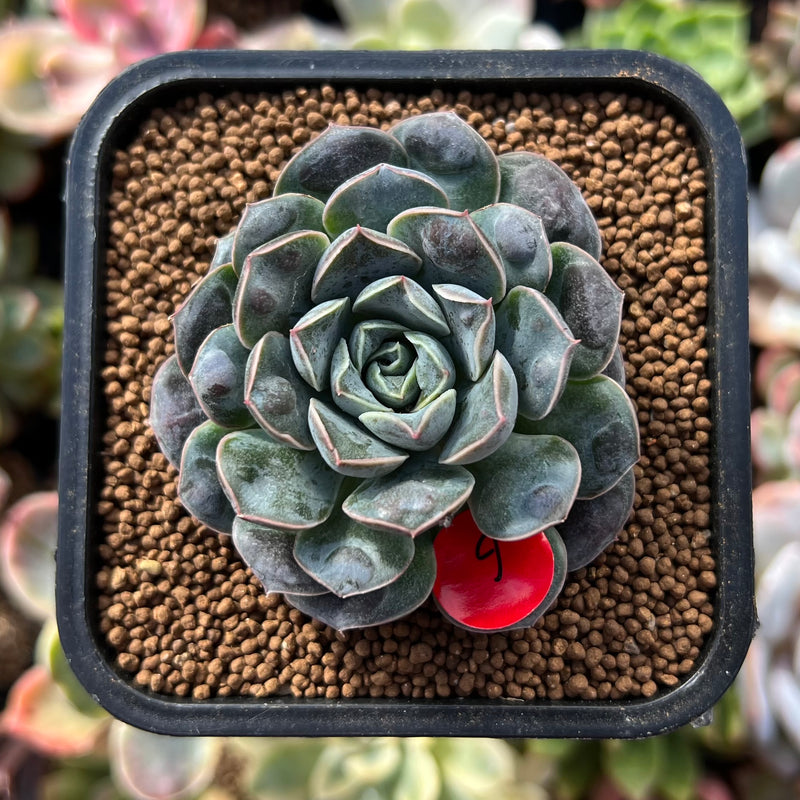 Echeveria 'Water Drop' 2