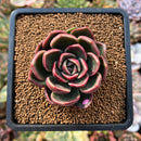 plant182.jpeg