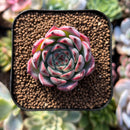 plant183.jpeg