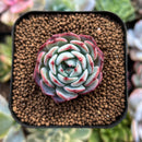 plant185.jpeg