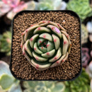 plant186.jpeg