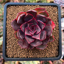 Echeveria 'Pink Bunny' 2