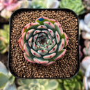 plant194.jpeg