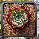 plant196.jpeg