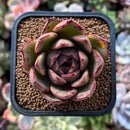 plant197.jpeg