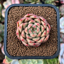 plant19.jpeg