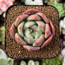 plant1.jpeg