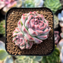 plant200.jpeg