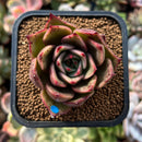plant201.jpeg