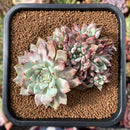 plant203.jpeg