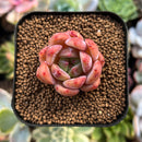 plant207.jpeg