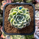 plant209.jpeg