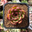 plant20.jpeg