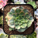plant20.jpeg