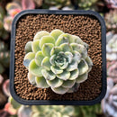 plant210.jpeg