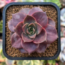 plant210.jpeg