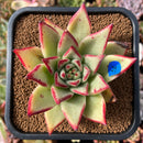 plant212.jpeg